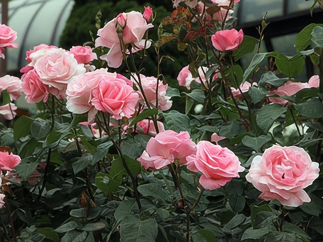 IMG_0207-topaz-standard v2-640w.jpeg