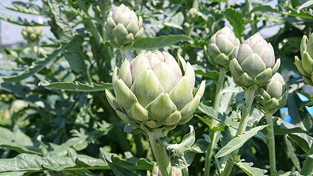 アーティチョークを育てたら大好物になった