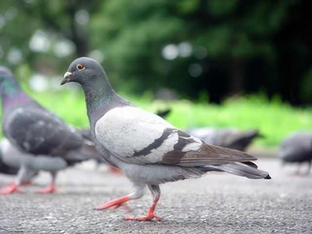 ハト 種類 一覧 – ハトの種類一覧表 | 日本に生息しているハト6種類をご紹介!それぞれの特徴とは – JQXLMF