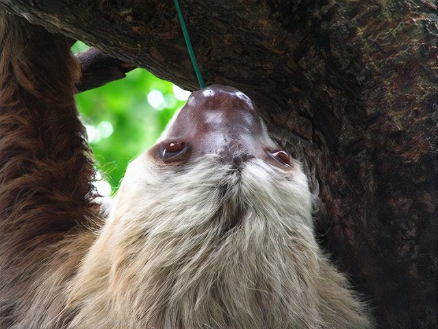 ナマケモノページ Amazon.co.jp: Distinctive Designs ナマケモノのツリーハンガー