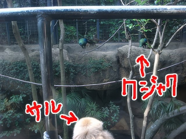 006-topaz-standard v2-640w.jpg