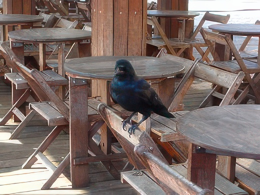 3-12-topaz-standard v2-2x.jpg