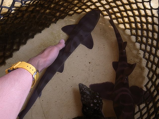 019-topaz-standard v2-640w.jpg