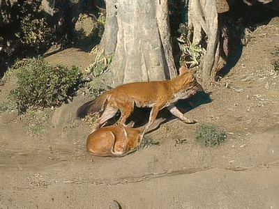 3-9-topaz-standard v2-2x.jpg