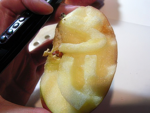 RIMG3415-topaz-standard v2-2x.jpg