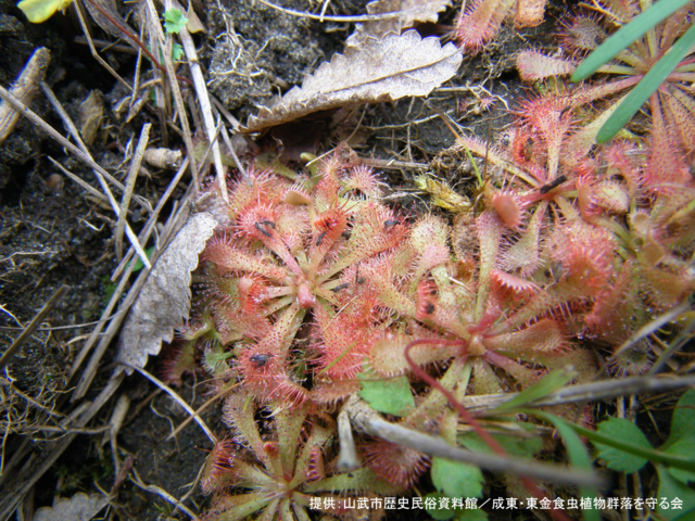 捕虫_6（コモウセンゴケ）.png
