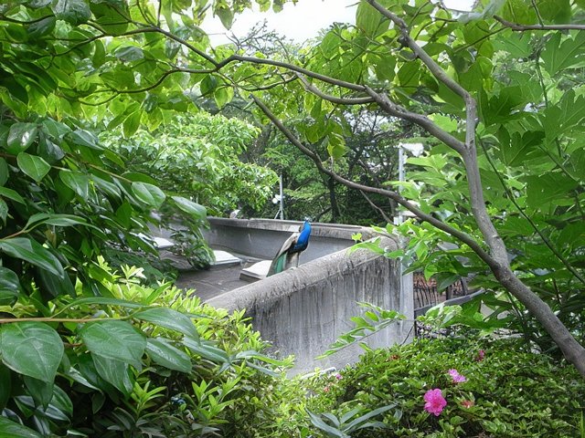 037-topaz-standard v2-640w.jpg