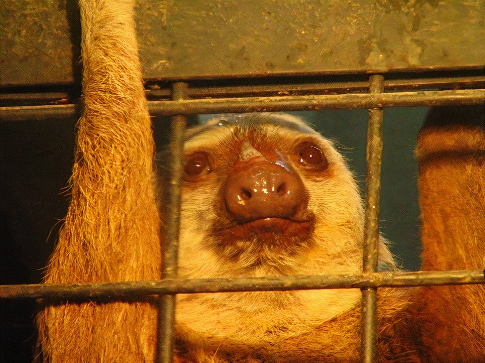 ナマケモノのなまけぶりを確かめる（デジタルリマスター） :: デイリー