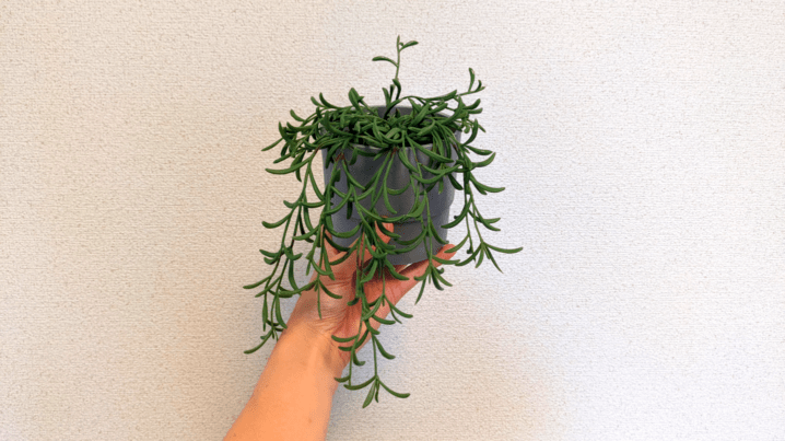 image4.png