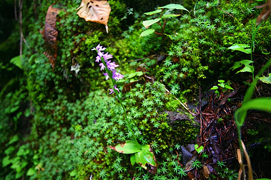 flower_IMG_4215_photos_v2_x2.jpg