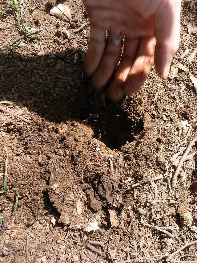 067-topaz-standard v2-640w.jpg