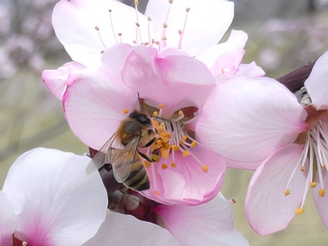 RIMG12176-topaz-low resolution-640w.jpg