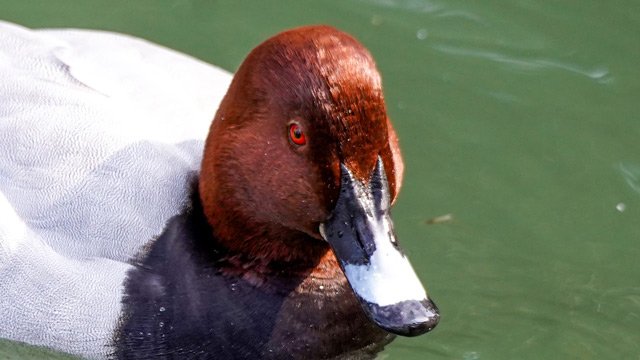 カモを正面から見たい！ (2/2) :: デイリーポータルZ