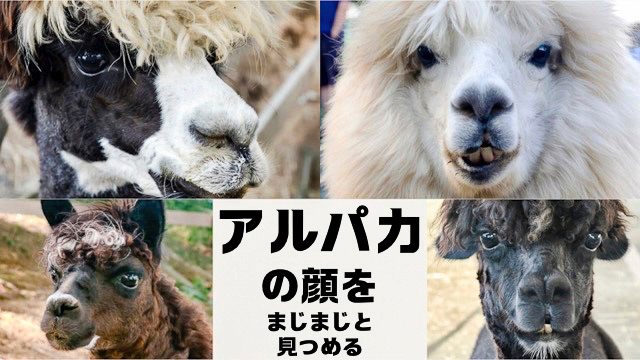 アルパカの顔をまじまじと見つめる (1/3) :: デイリーポータルZ