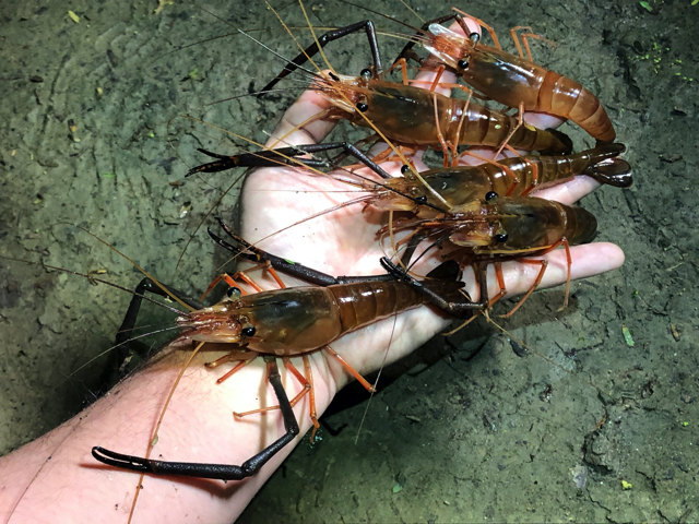 日本最大の川エビ「コンジンテナガエビ」を捕まえて食べる :: デイリーポータルZ