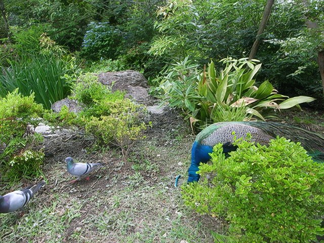 045-topaz-standard v2-640w.jpg