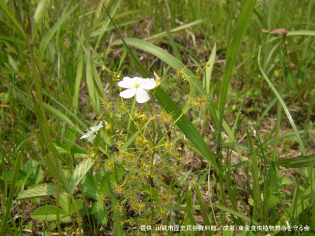 捕虫_2（イシモチソウ）.png
