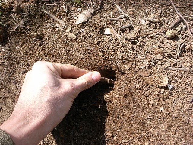 087-topaz-standard v2-640w.jpg