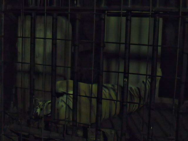 tora01-gigapixel-art-width-640px.jpg