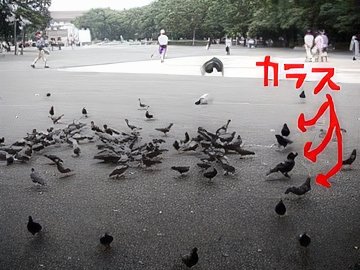 24-topaz-standard v2-2x.jpg