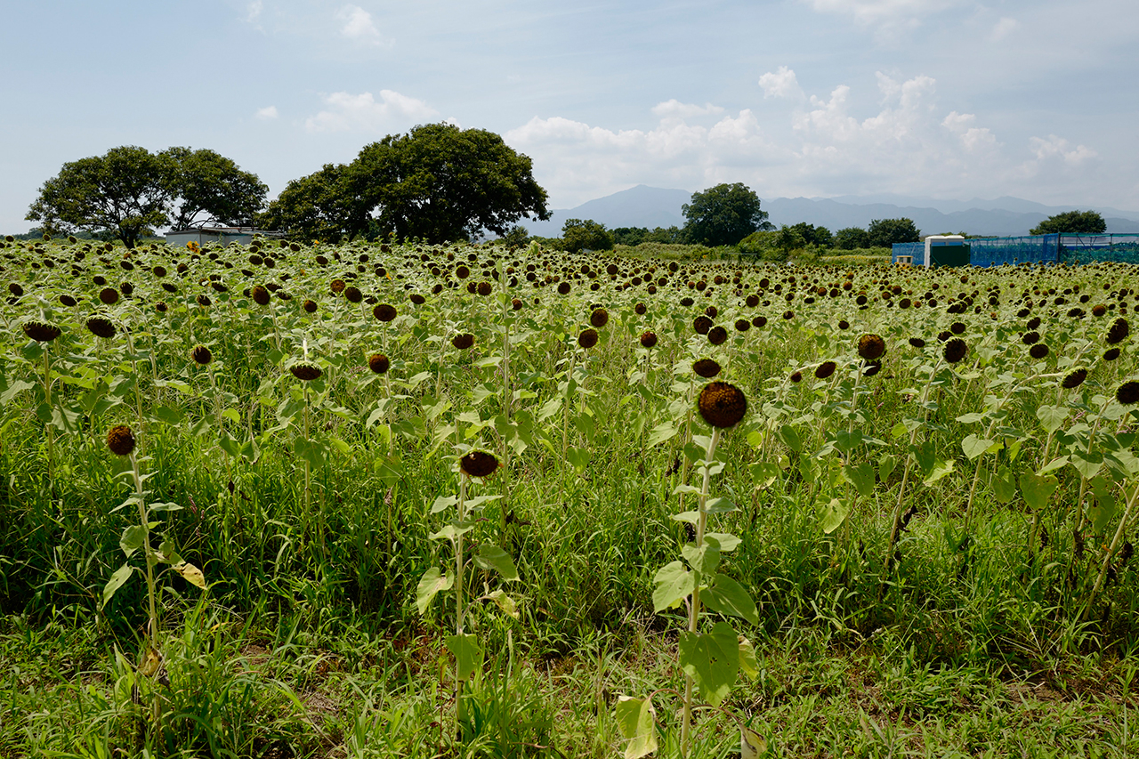 L1010211-001.jpg