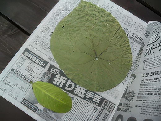 RIMG2632-topaz-standard v2-2x.jpg