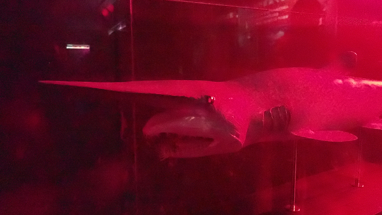 P2282204.jpg