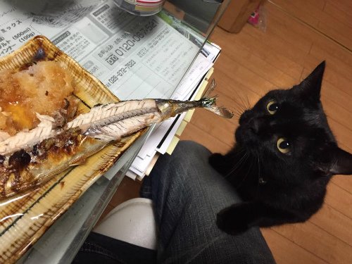 17757342_1261213943986461_299867082