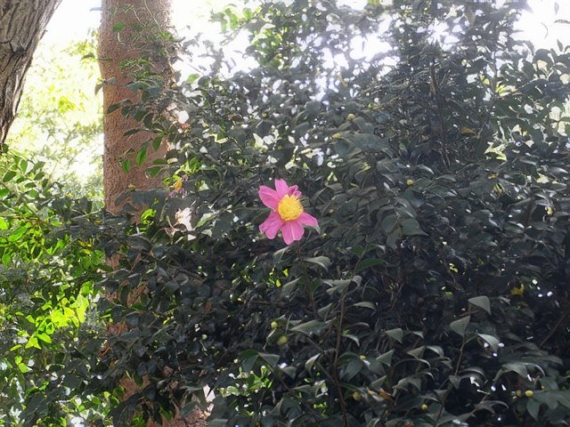 RIMG10015-topaz-standard v2-640w.jpg