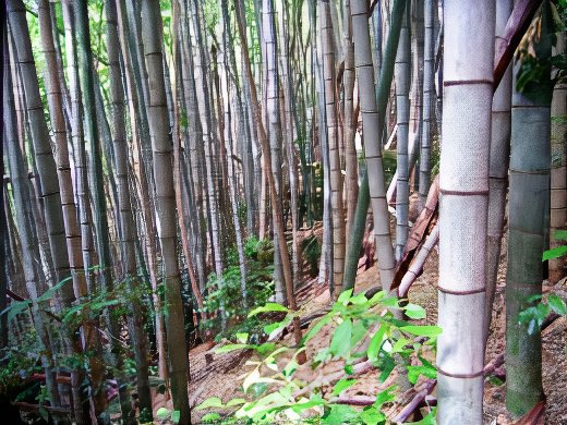 bamboo_forest2_photos_v2_x2.jpg