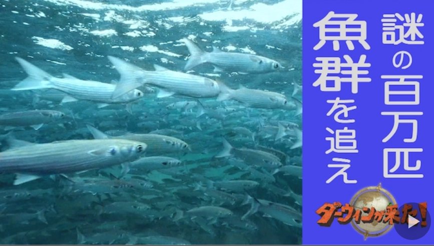 年に一度の魚の群れ.jpg