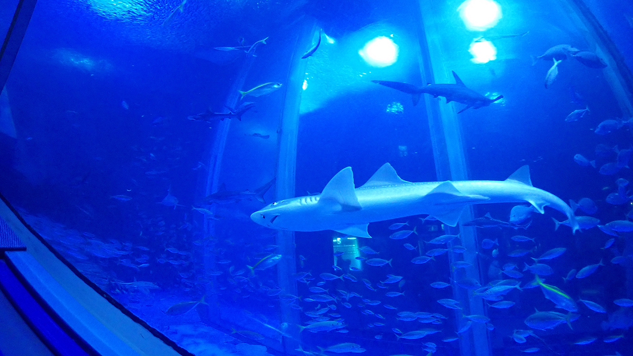 P2282190.jpg