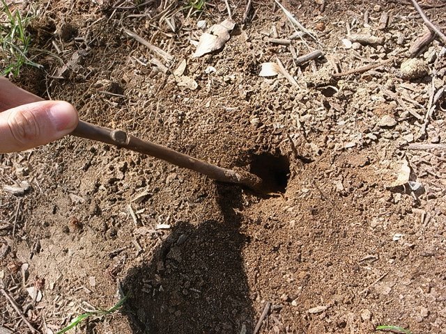 088-topaz-standard v2-640w.jpg