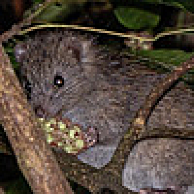 あなたは日本最大のネズミ「ケナガネズミ」を知っているか