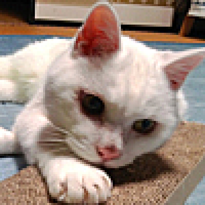 【衝撃動画】犬派は一日で猫派になれるのか