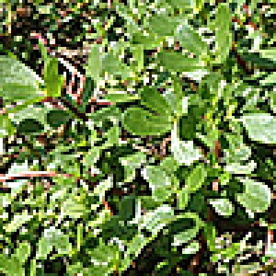 食べられる雑草の最高峰「スベリヒユ」（傑作選）