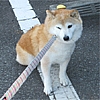 犬は抱っこしないと病院に行かないのか