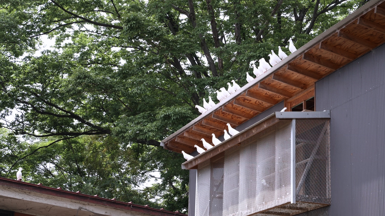 shirobato_126.jpg