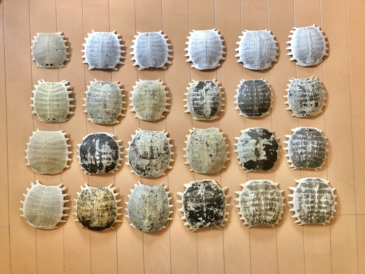すっぽんの甲羅で鎧を作る　19.jpg