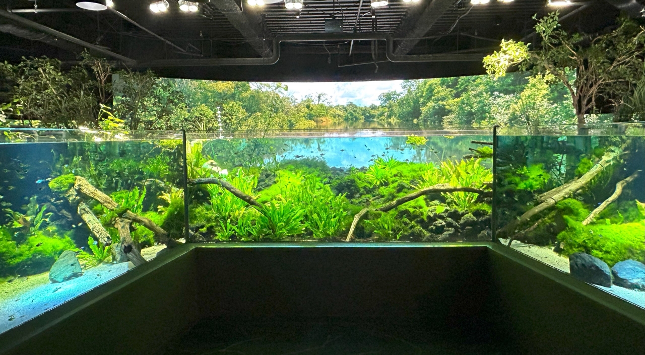 大型スクリーンにはアマゾンの湖が映り、その前には鮮やかに輝く水槽が並んでいる