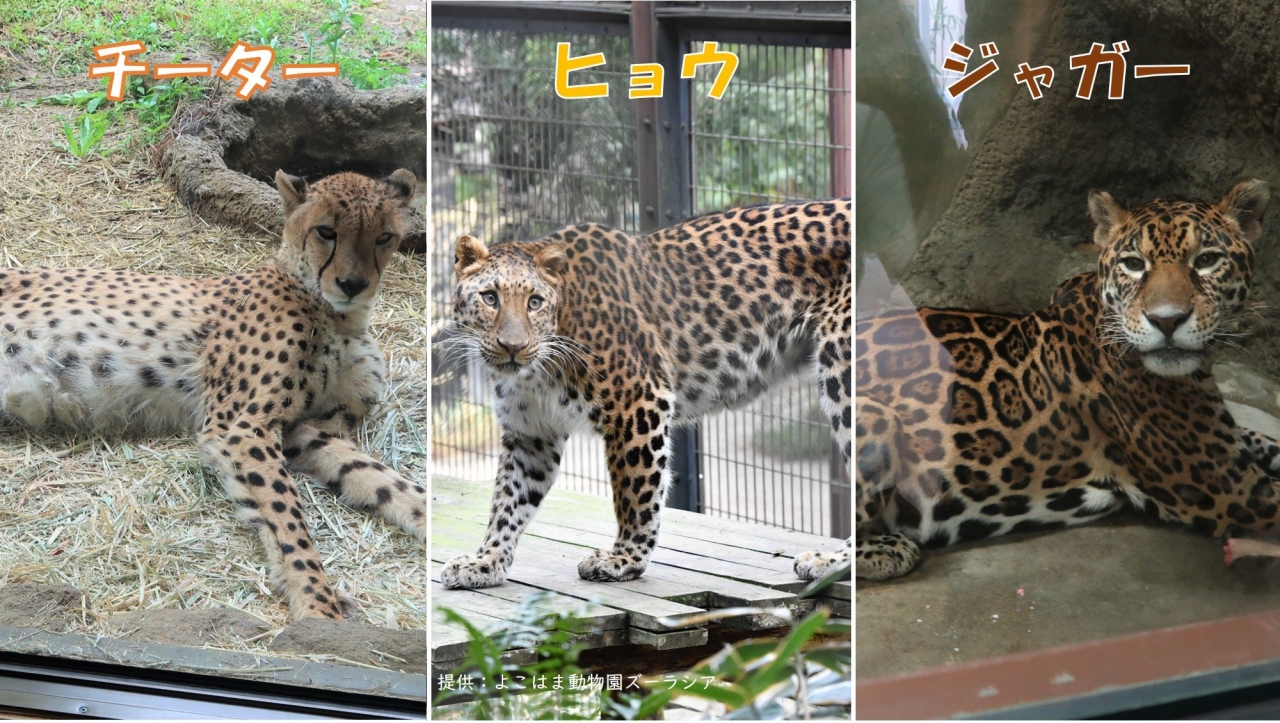 ヒョウ柄_4.jpg
