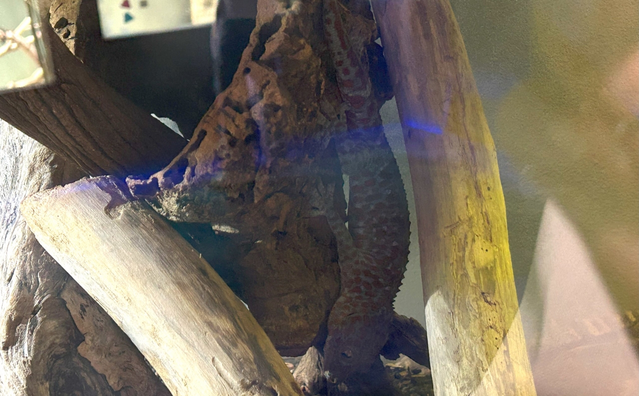 木に同化したヤモリの展示
