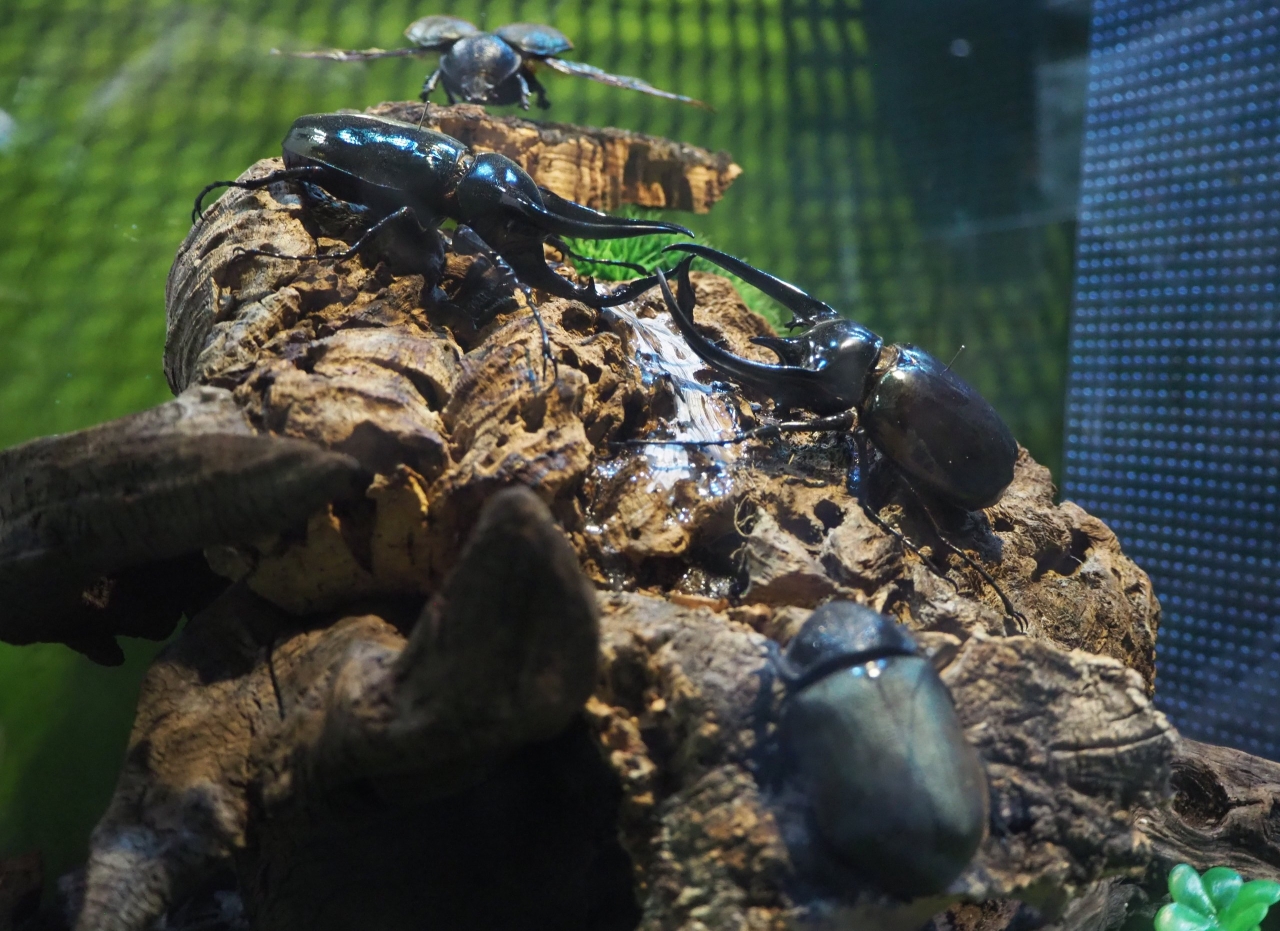 ２匹のカブトムシが岩の上で角を押し付け合っている。