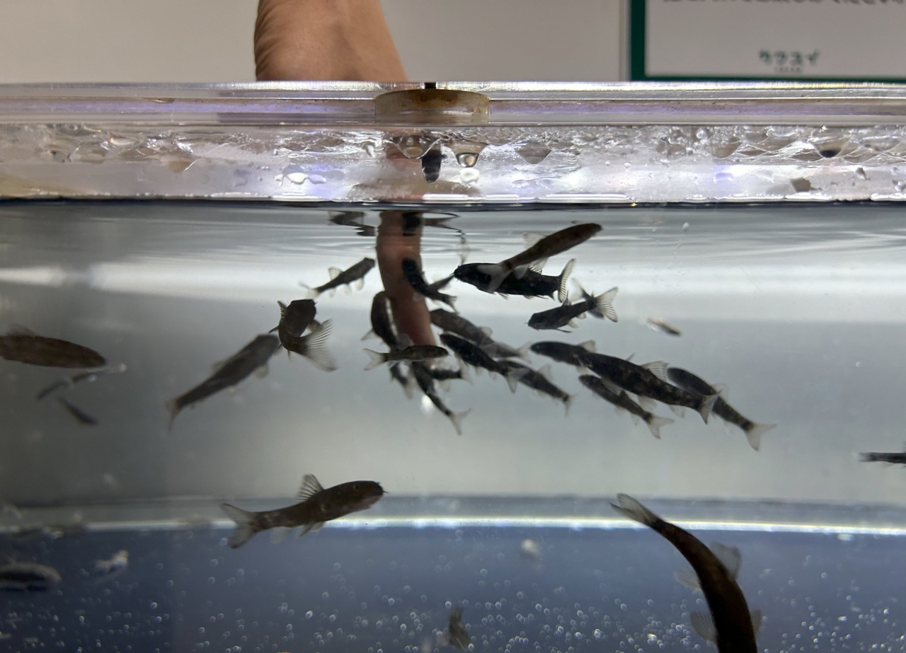 水槽に人差し指を突っ込み、黒くて小さい魚が群がる