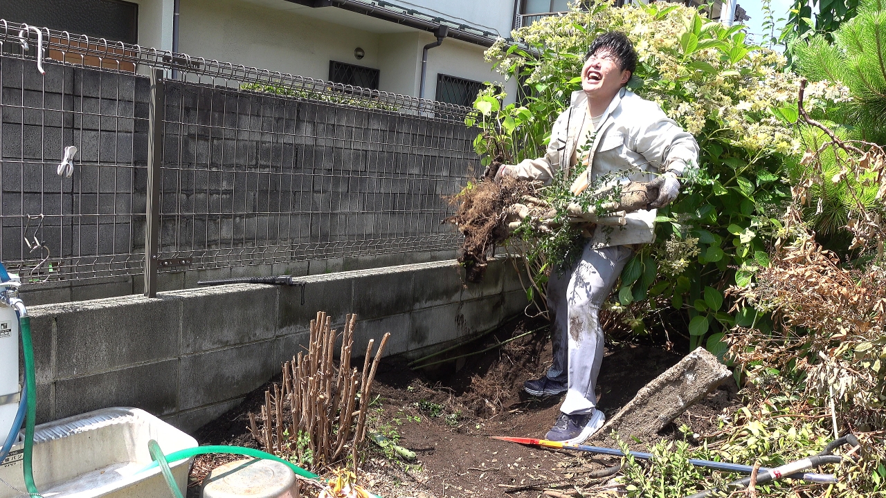 庭の木を抜く　諸事情で抜かねばならない庭の木、自分で抜けるのか！？