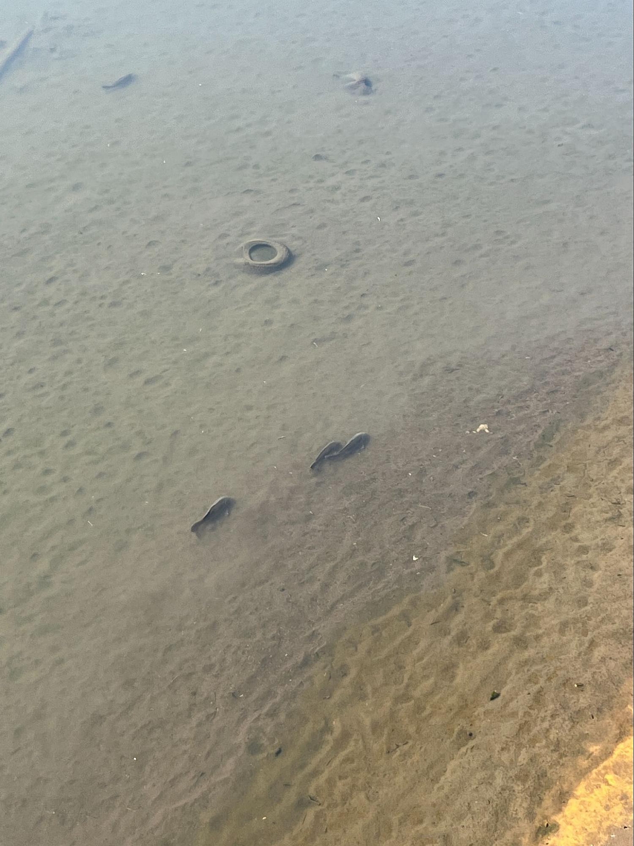 image_s029.jpg