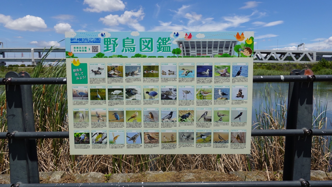 shinyoko_210.JPG