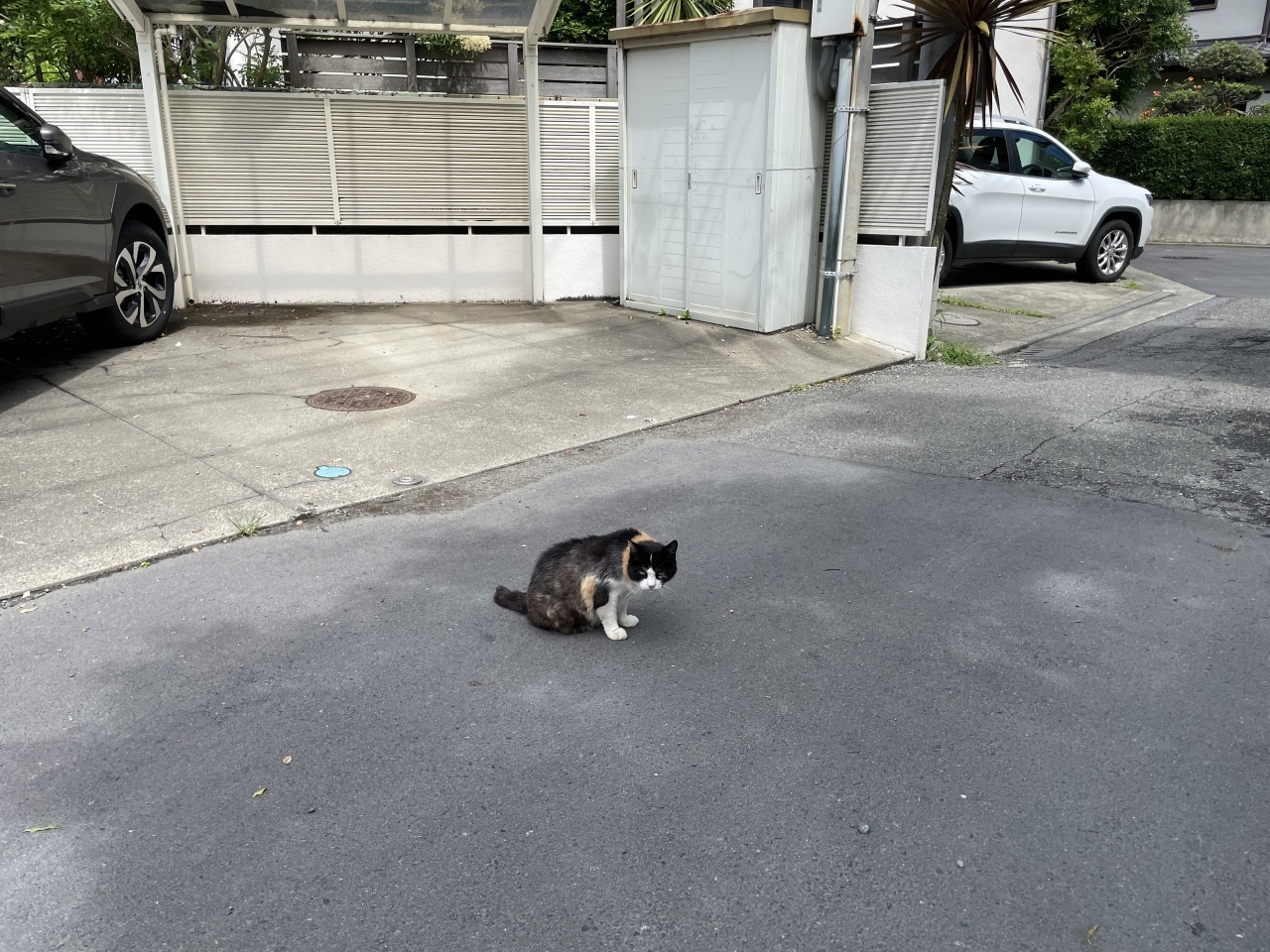19安藤さんちの近所のねこ.JPG