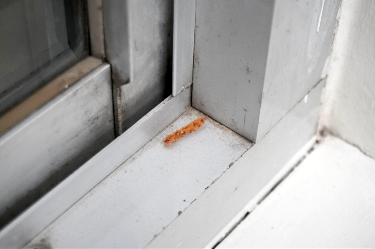 一瞬、虫に見えるゴミ選手権