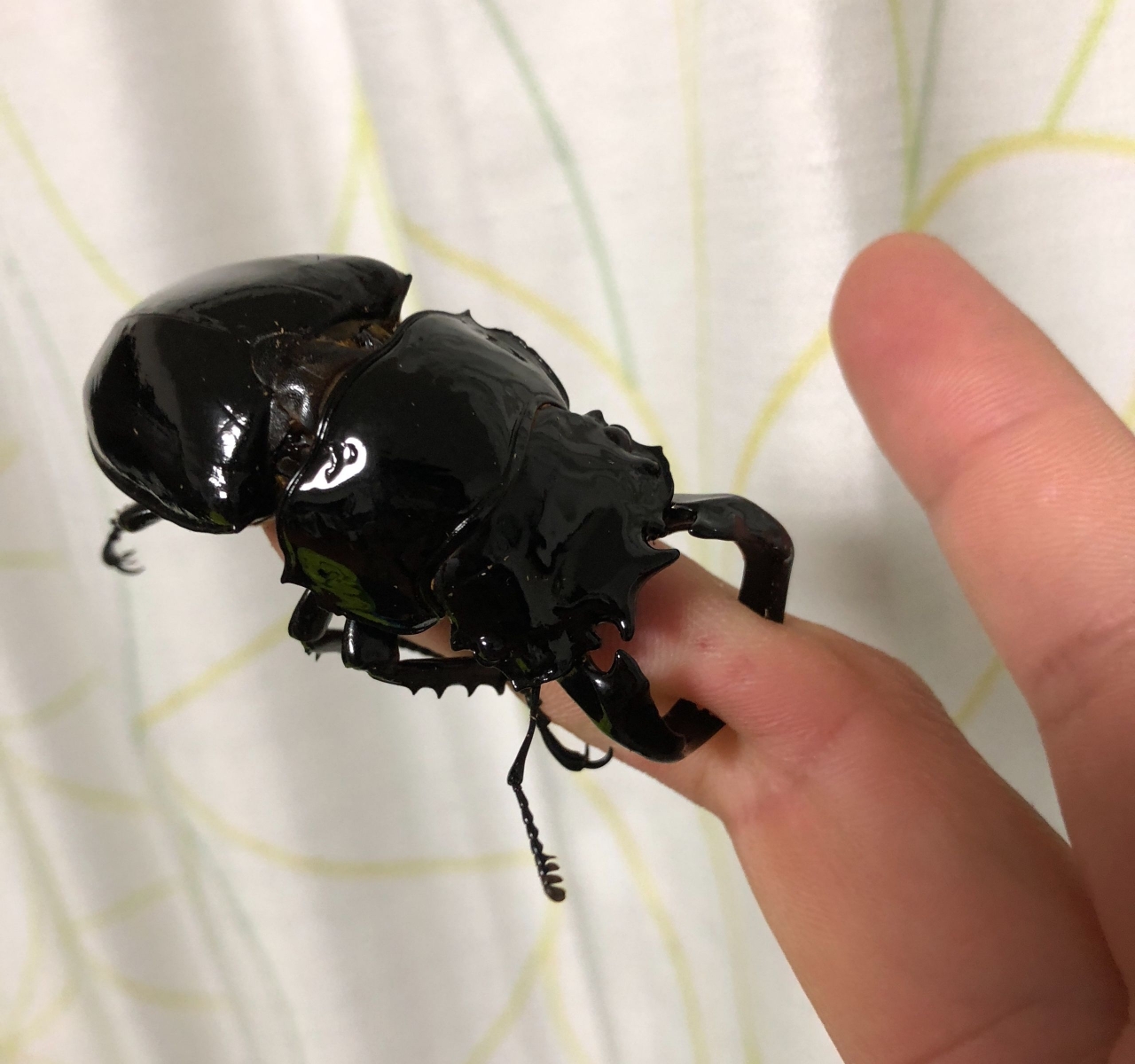 がた.jpg